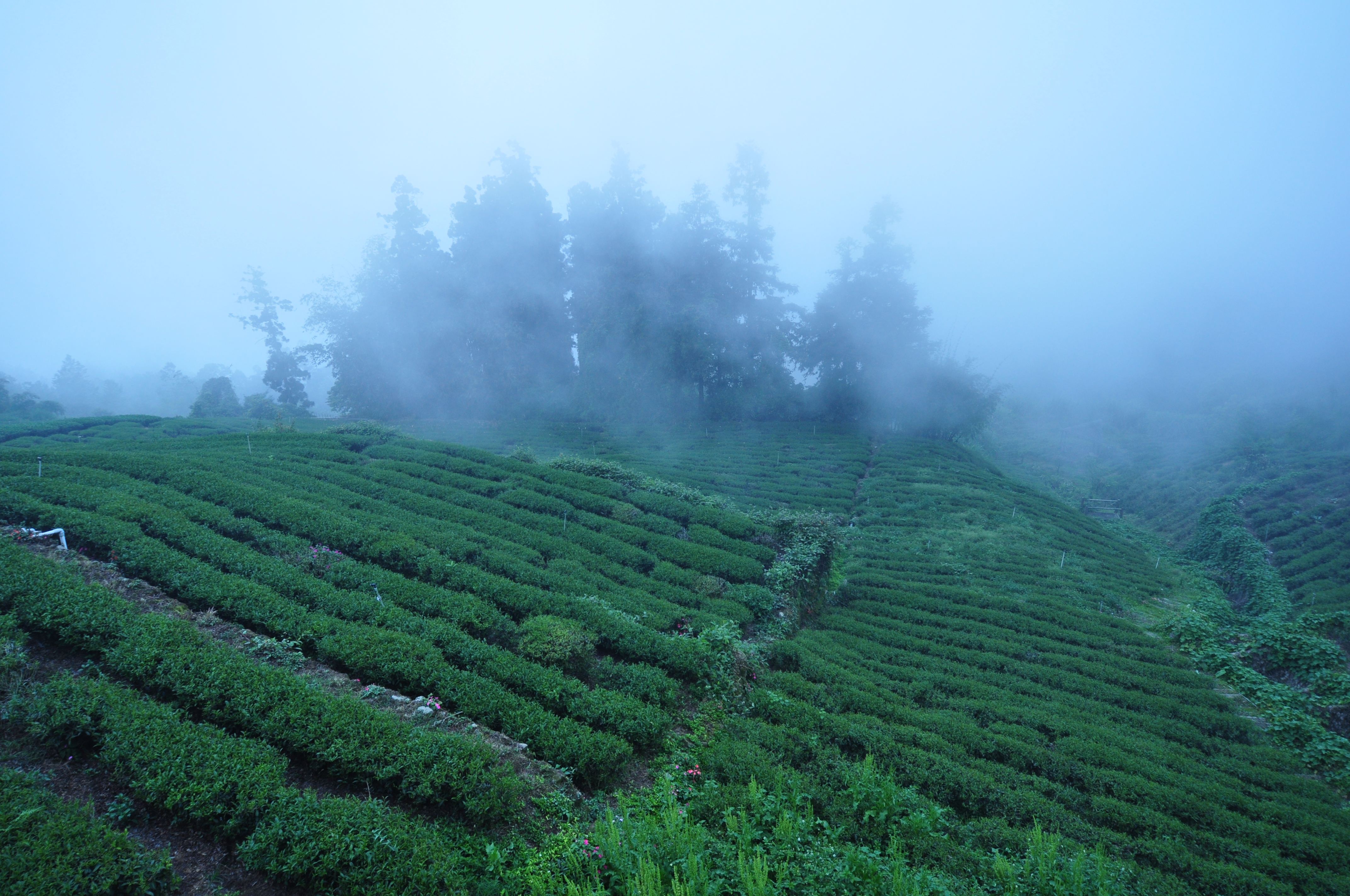 茶園氣候采集系統(tǒng)