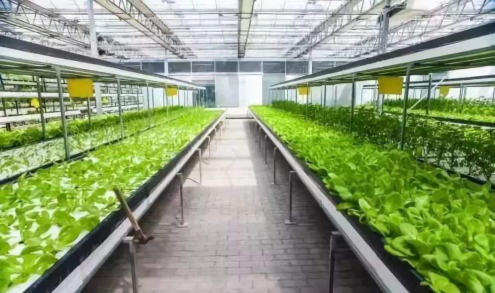 智能化滴灌系統