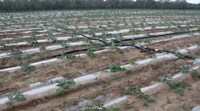 水肥一體化滴灌設(shè)備系統(tǒng)集成