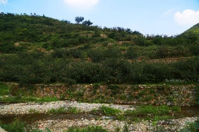 果園自動灌溉系統