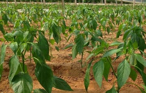 土壤溫濕度傳感器廠家