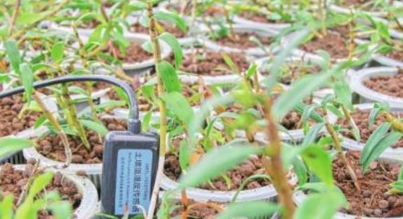 土壤溫濕度傳感器多少錢