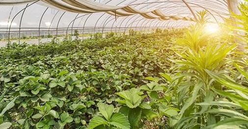 農(nóng)業(yè)傳感器公司