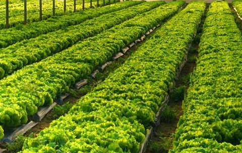 農(nóng)業(yè)上用的傳感器