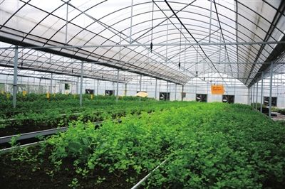  智慧農(nóng)業(yè)大棚系統(tǒng)