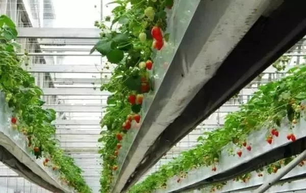 大棚環(huán)境監(jiān)測(cè)系統(tǒng)