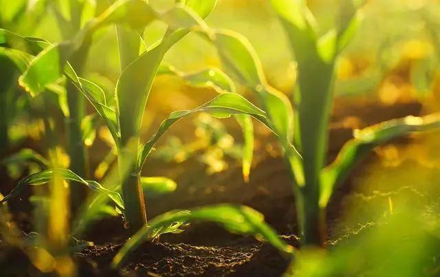 數(shù)字農(nóng)業(yè)設(shè)備