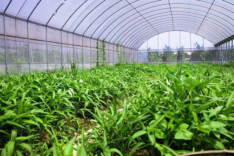 大棚溫濕度自動控制系統(tǒng)