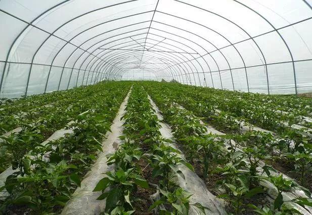 蔬菜大棚管理系統