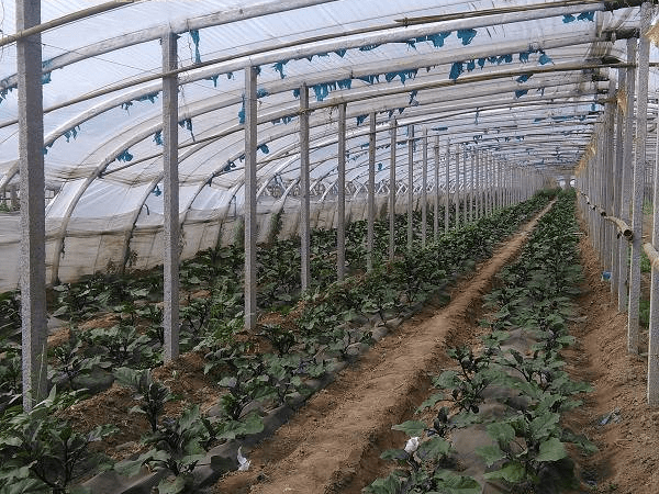 大棚種植蔬菜標準化