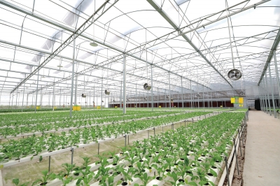 大棚智能化種植