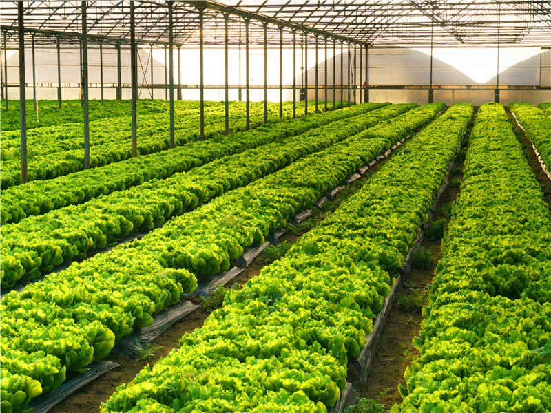 自動化大棚種植