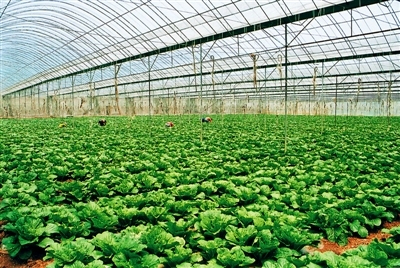可控溫控濕農業大棚
