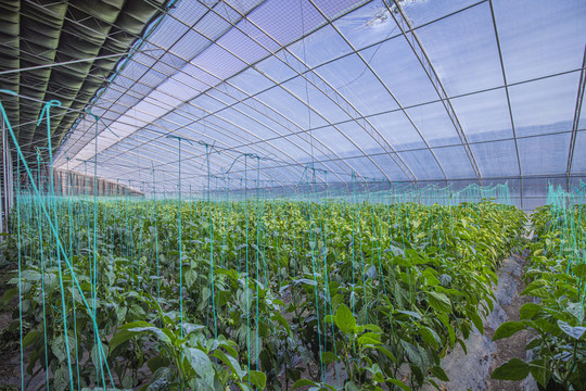 大棚控制系統 山東