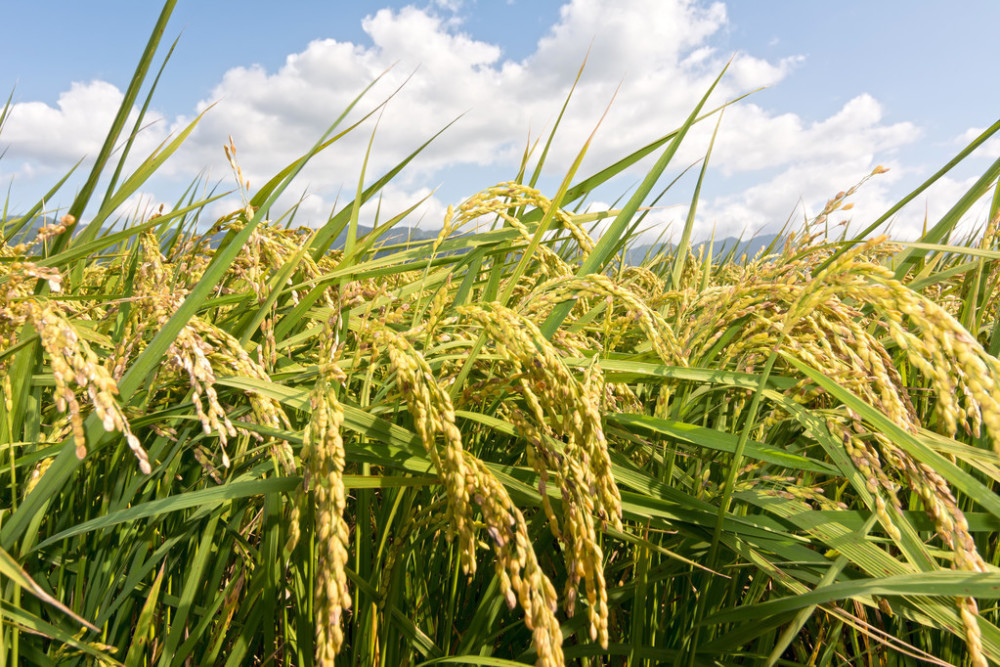 水稻水肥一體化管理系統