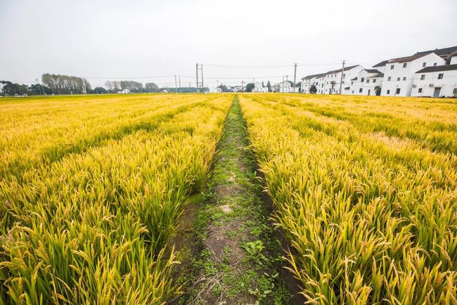 遠程智能化控制稻田灌溉系統(tǒng)