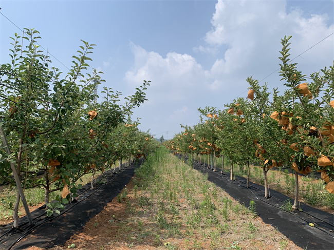 智慧果園整體方案