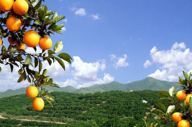 臍橙現(xiàn)代灌溉技術(shù)研究