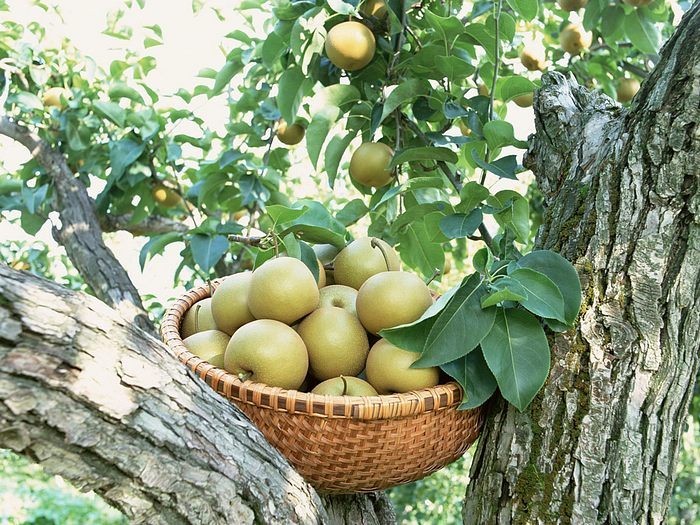 智慧果園管理系統 智慧果園管理系統