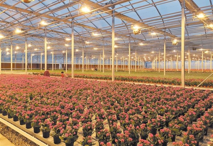 智慧農(nóng)業(yè)大棚實施方案