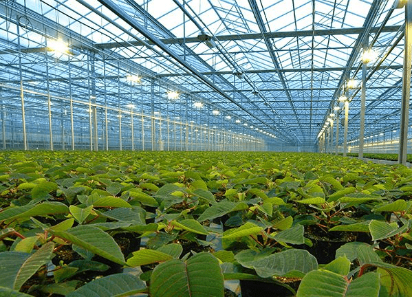 溫室大棚溫濕度檢測和控制系統 溫室大棚溫濕度檢測和控制系統