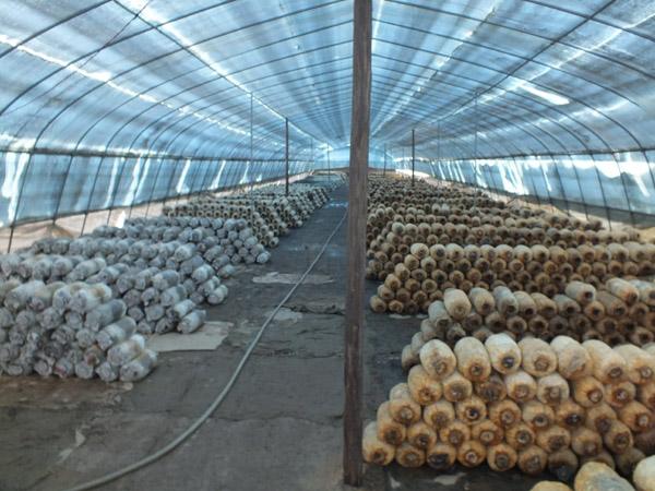 食用菌智慧大棚系統 食用菌智慧大棚系統