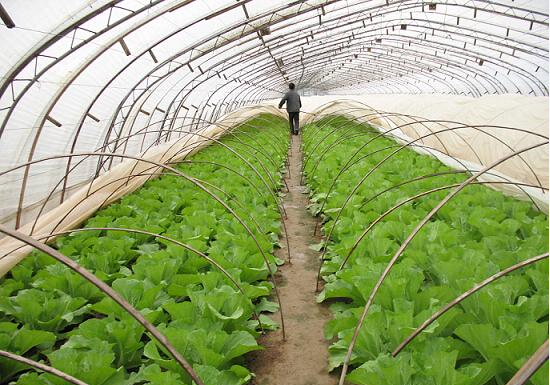 大棚自動(dòng)溫控系統(tǒng) 大棚自動(dòng)溫控系統(tǒng)