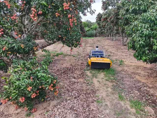 茂名智慧荔枝園