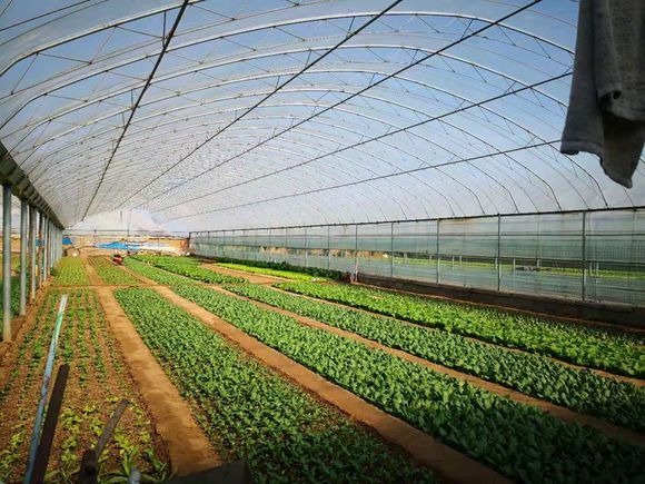 遠程智能控制大棚