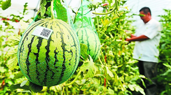 農作物種植管理系統