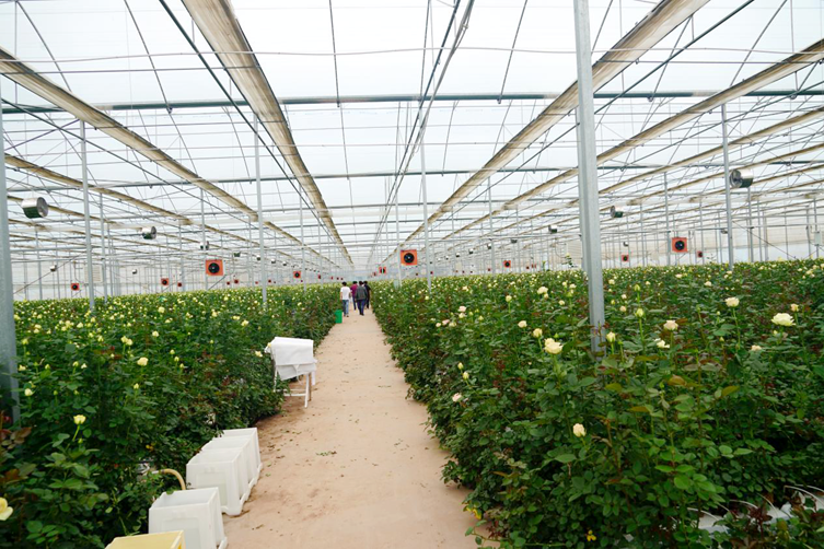 遠程操控智能大棚