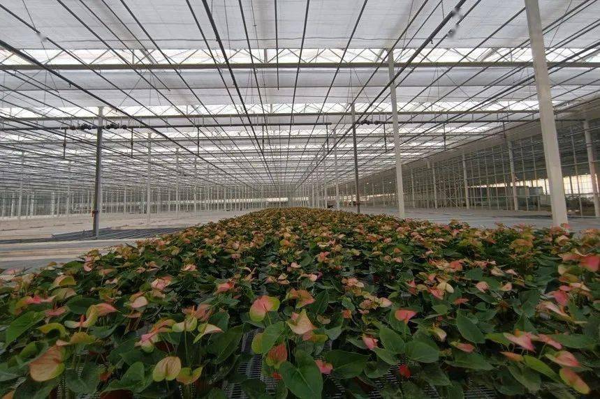 花卉智能大棚