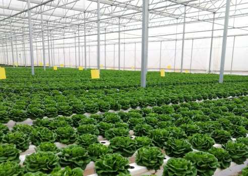 智慧蔬菜種植溫室