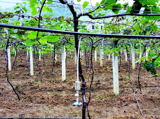 果園滴灌水肥一體化