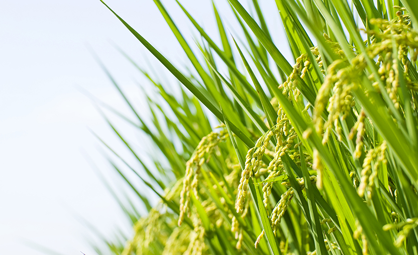 水稻自動(dòng)灌溉系統(tǒng)