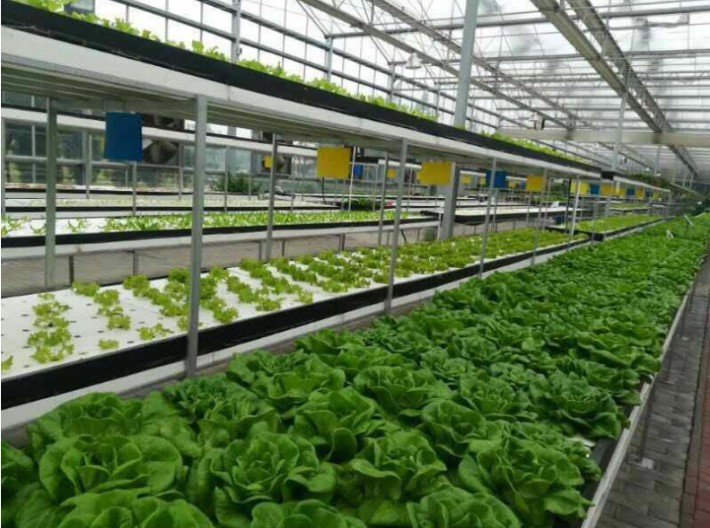 智能蔬菜大棚系統