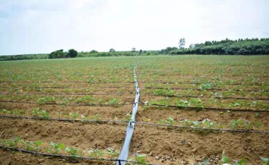 紅薯種植水肥一體化灌溉系統 紅薯種植水肥一體化灌溉系統