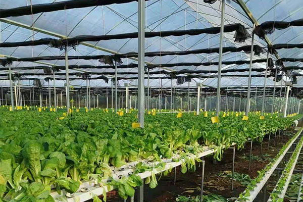 智能溫室大棚物聯網控制系統