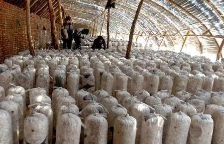 蘑菇種植大棚溫控