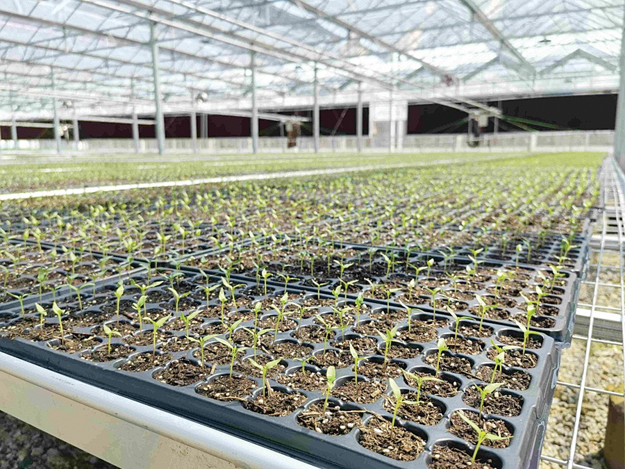 溫室大棚溫濕度調(diào)控