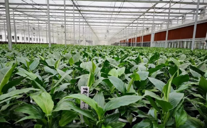 溫室大棚遠(yuǎn)程控制