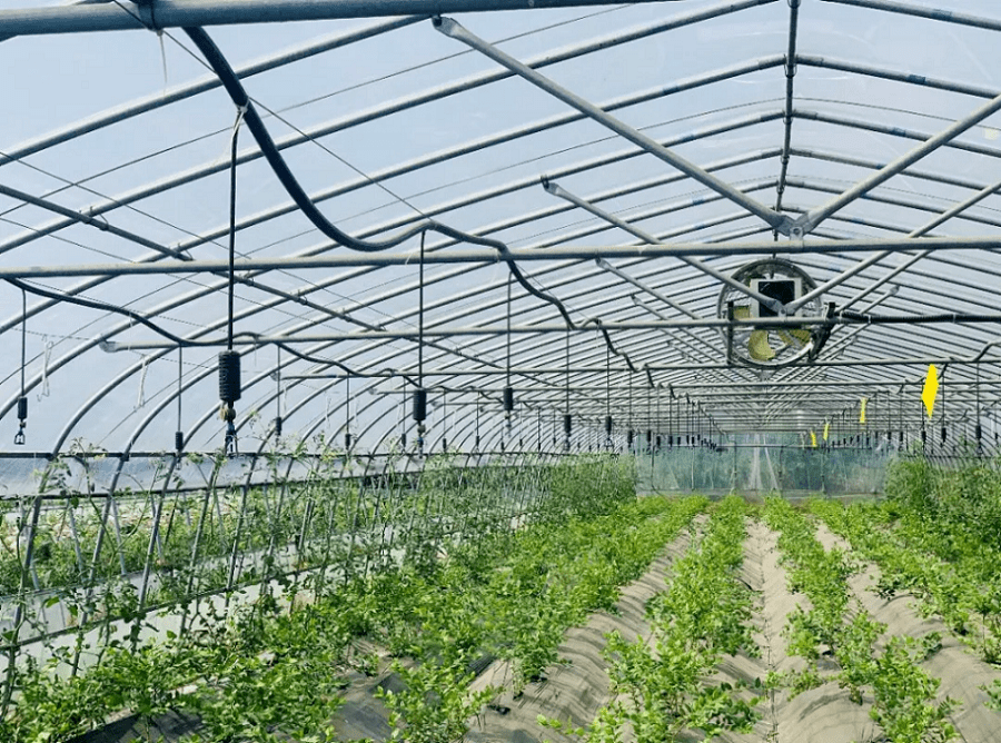 農業物聯網大棚供應商
