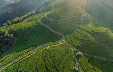 智慧茶園物聯(lián)網(wǎng)管理平臺(tái) 智慧茶園物聯(lián)網(wǎng)管理平臺(tái)