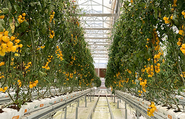 溫室玻璃大棚自動化溫室控制系統