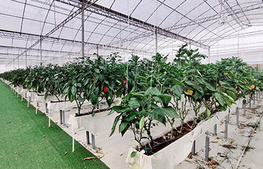 蔬菜大棚智能化建設方案