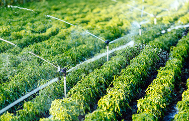 智慧農場灌溉解決方案